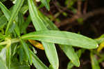 Bushy St. Johnswort